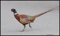 _3SB1925 ring-necked pheasant